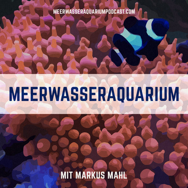 Persönlich Beratung durch den Meerwasseraquaristik-Profi Markus Mahl (30 Minuten)